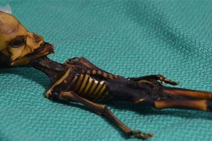5 Penemuan Arkeolog di Dunia Paling Misterius dan Menggemparkan, Salah Satunya Kerangka Alien