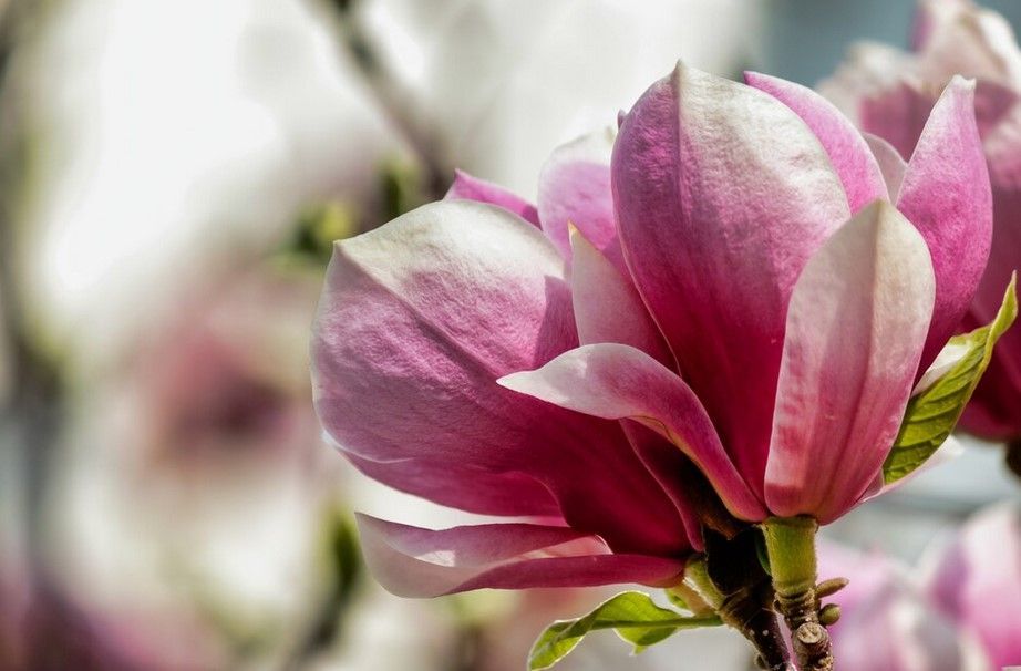 7 Fakta Menarik Bunga Magnolia, Spesies Tanaman Purba yang Melambangkan Kecantikan dan Ketekunan