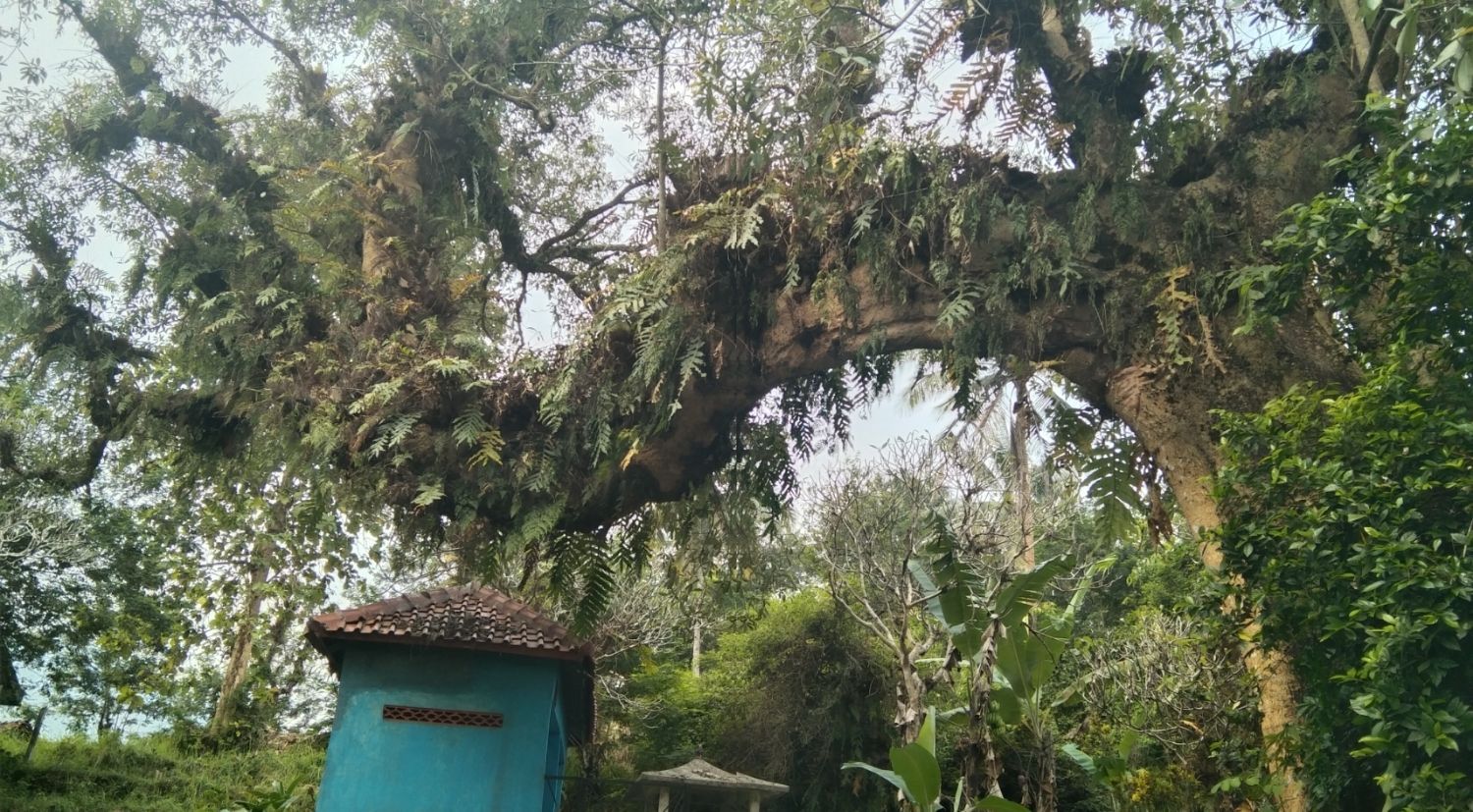 Misteri Makam Mbah Astra Leksana: Pendiri Desa Karangsambung Kebumen, Konon Dilindungi Pohon Keramat