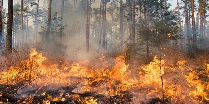 Chinchaga Fire, Kebakaran Hutan 4 Bulan di Benua Amerika yang Dampaknya sampai ke Eropa