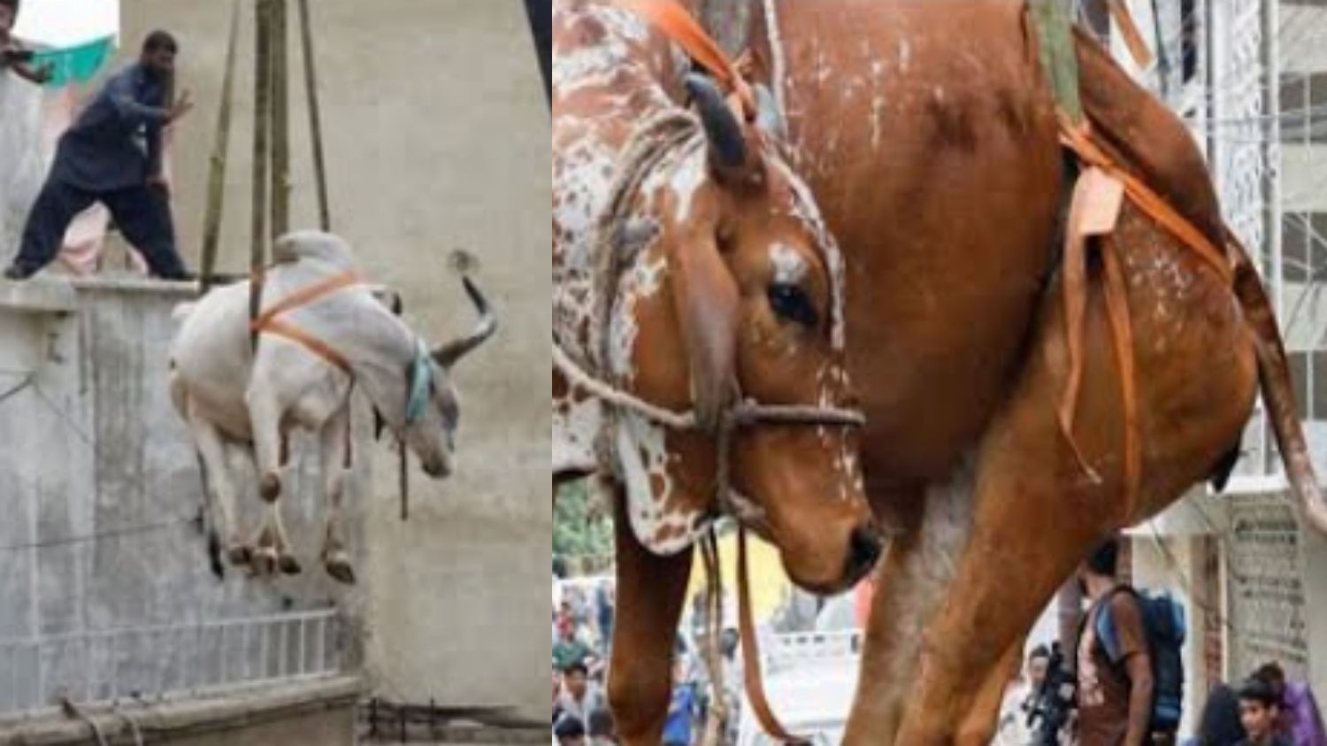 Tradisi Unik Saat Idul Adha di Berbagai Negara, Ada Sapi Bergelantungan di Atap Rumah Lho!