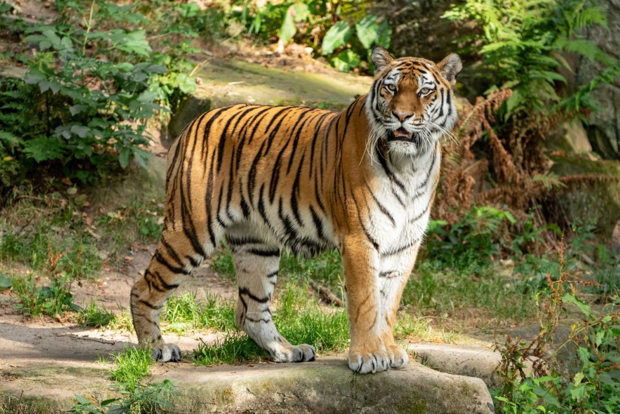 5 Arti Mimpi Dikejar Macan Menurut Primbon Jawa, Ada Musuh di Belakang Kamu?