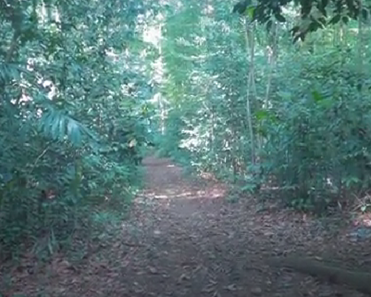 3 Kengerian Hutan Cifor di Bogor: Pernah Jadi Tempat Pembantaian Massal hinggMitos Kerajaan Gaib