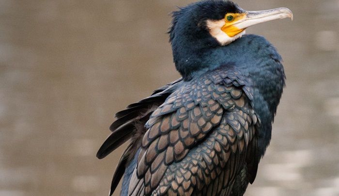 Mengungkap Mitologi Enggang, Burung Keramat dari Kalimantan