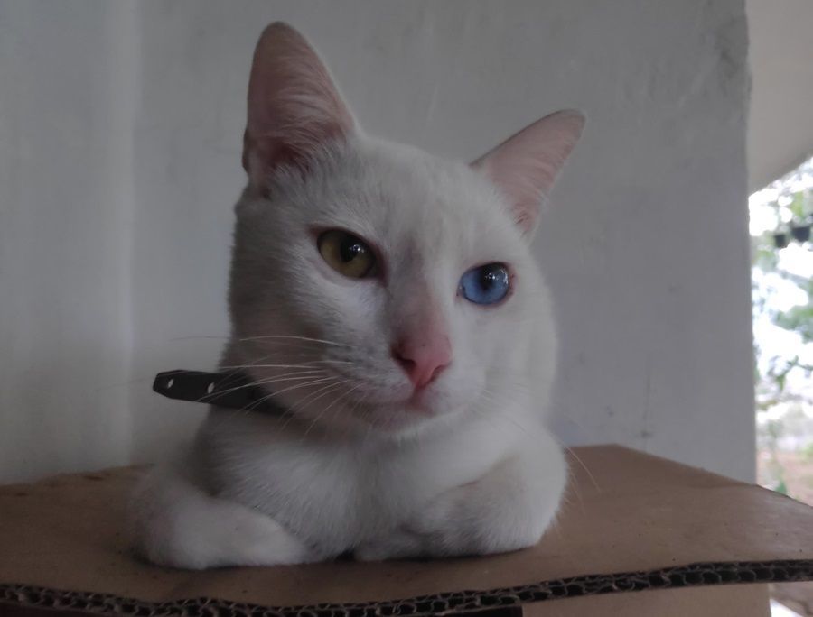 Kucing Mata Dua Warna Biasanya Tuli, Fakta atau Mitos?