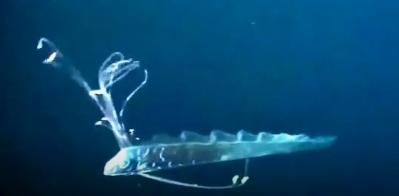 Muncul Setelah 100 Tahun, Benarkah Kemunculan Ikan Oarfish Pertanda akan Terjadi Gempa Bumi?