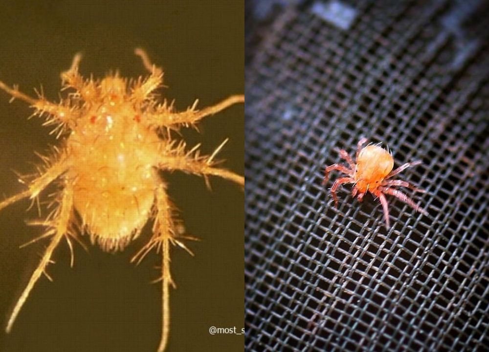 Paratarsotomus Macropalpis, Tungau Asal California yang Memiliki Kecepatan Luar Biasa