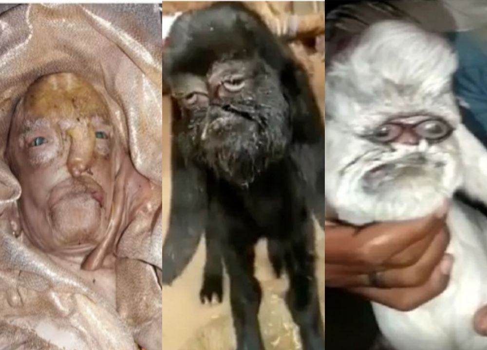 Deretan Cerita Kambing yang Terlahir dengan Wajah Manusia di India, Ada yang Disembah Bagaikan Dewa