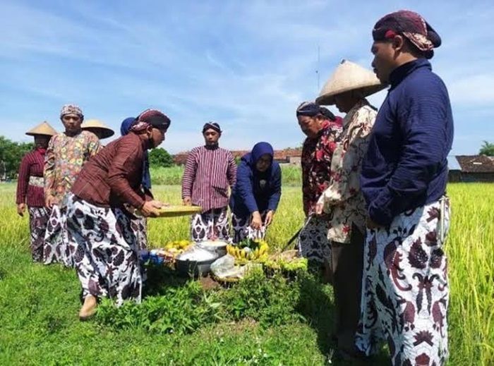Tradisi Wiwitan: Merawat Kearifan Lokal dalam Upacara Syukur Panen di Jawa