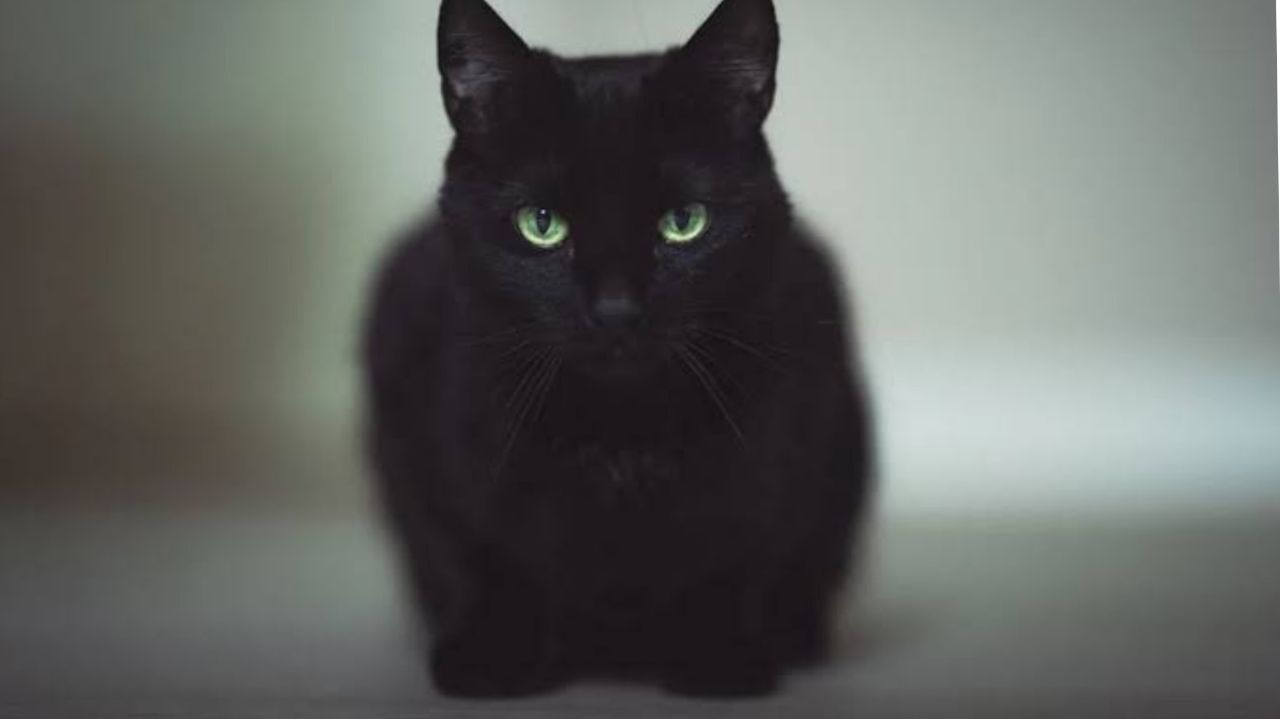 4 Mitos Populer Tentang Kucing Hitam yang Masih Dipercaya, Emang Benar?