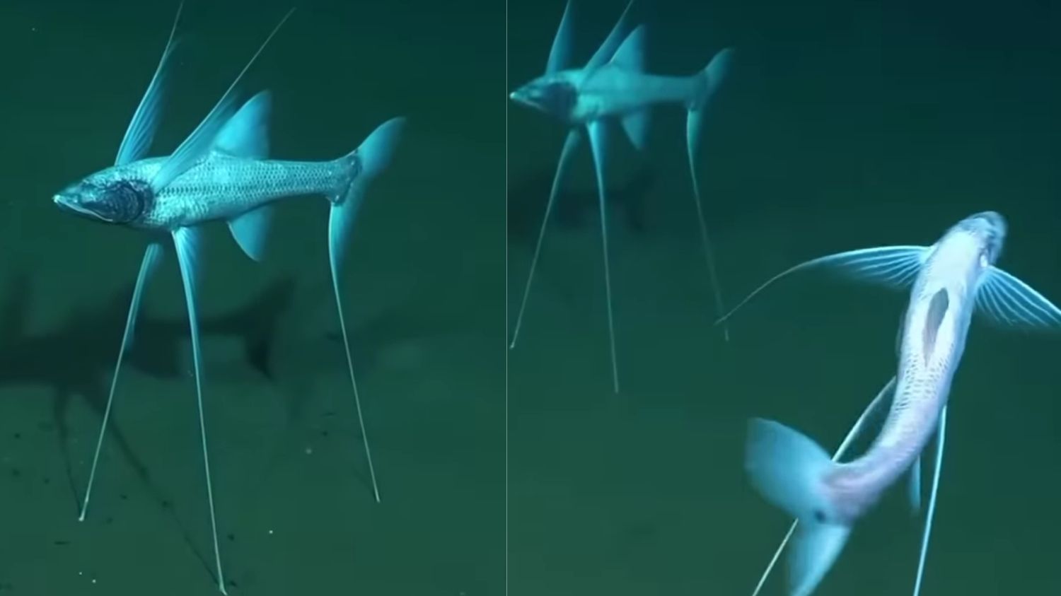 Fakta Menarik Ikan Tripod, Hewan Laut Dalam yang Berdiri Kokoh dengan Tiga Sirip Ajaib