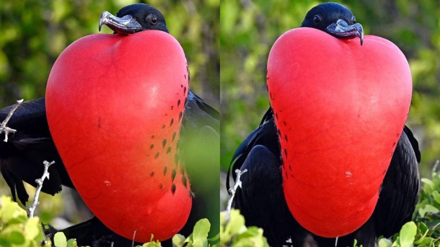 Fakta Menarik Frigatebird: Burung Laut dengan Kantong Leher Merah Merona