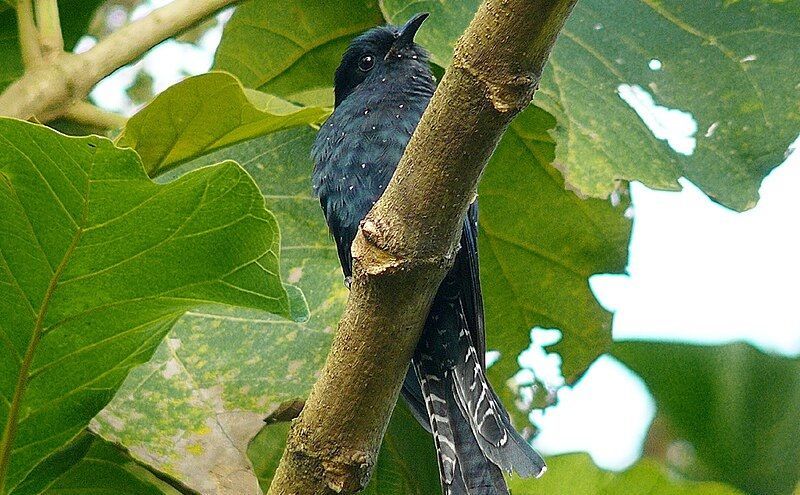 Suara Burung Kedasih sebagai Pertanda Kematian: Apa Benar?