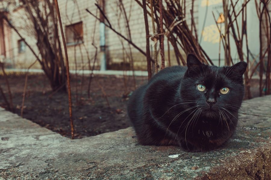 3 Mitos Seputar Kucing yang Masih Dipercaya Banyak Orang sampai Sekarang, Apa Saja?