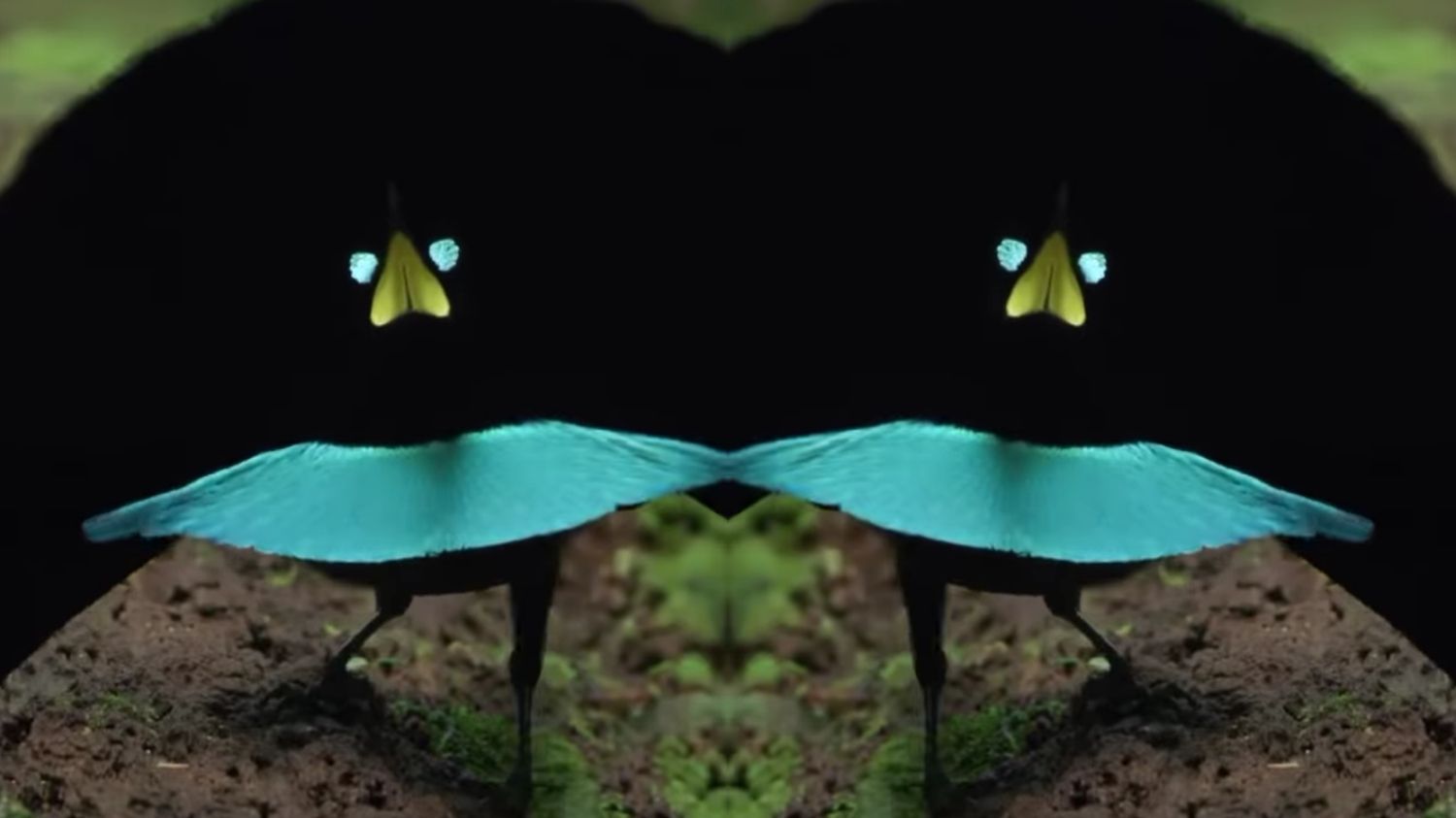 Pesona Vogelkop Superb Bird of Paradise, Hewan Unik Tarian Magisnya di Tanah Papua
