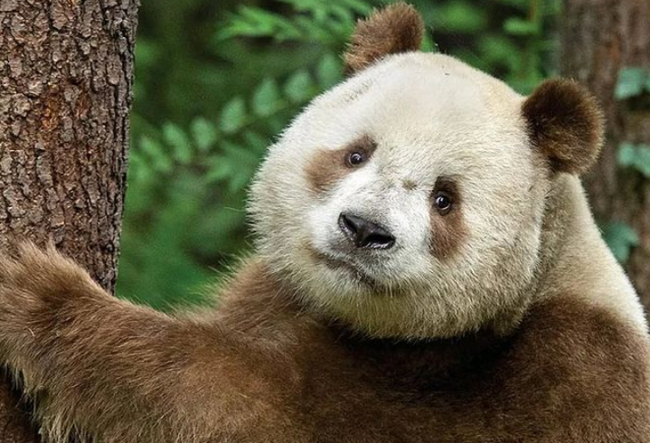 Mengenal Qizai, Si Panda Coklat Putih yang Cuma Ada Satu di Dunia