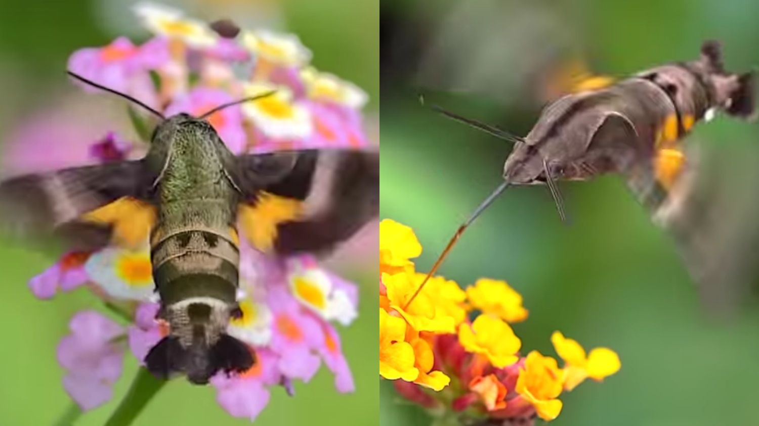6 Fakta Menarik Ngengat Elang Kolibri: Sang Penerbang Cepat dari Okinawa Jepang