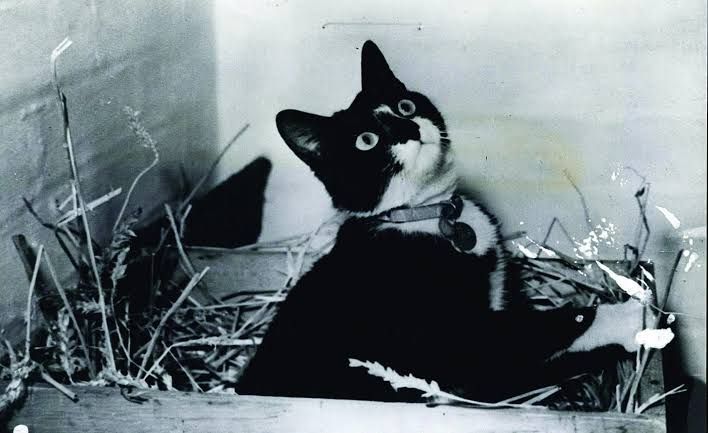 Kisah Unsinkable Sam, Kucing Hitam-Putih yang Berhasil Selamat dari 3 Kapal Tenggelam