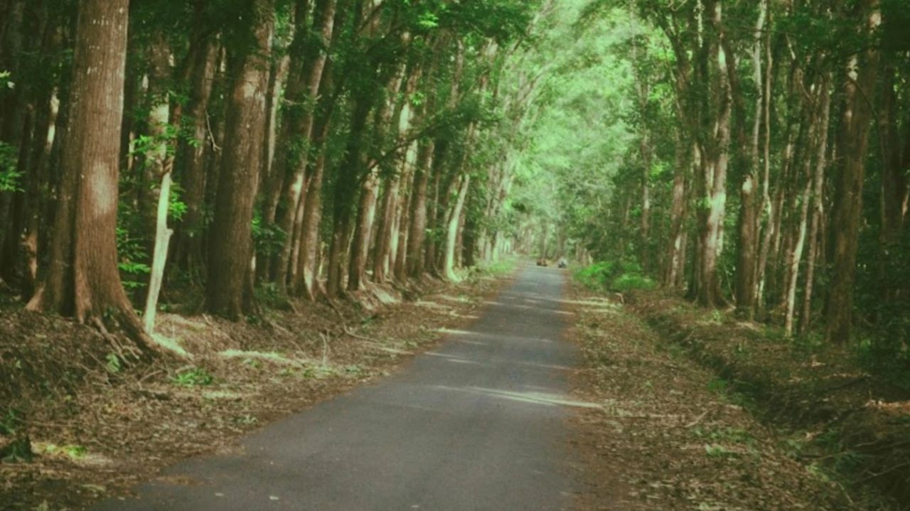 Alas Purwo, Hutan Tertua di Jawa yang Penuh Misteri