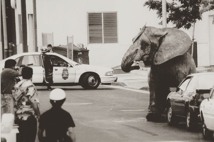 Kisah Tragis Tyke, Gajah Sirkus yang Tewas Akibat Ditembak Mati Polisi
