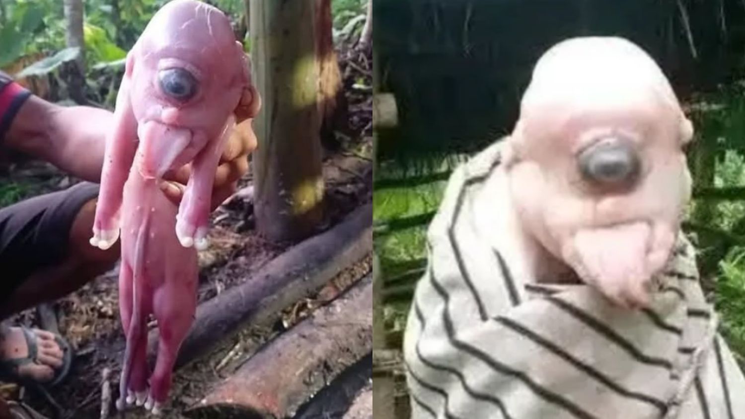 Anak Babi di NTT Lahir dengan Mata Satu dan Telinga Mirip Manusia, Netizen Geger!