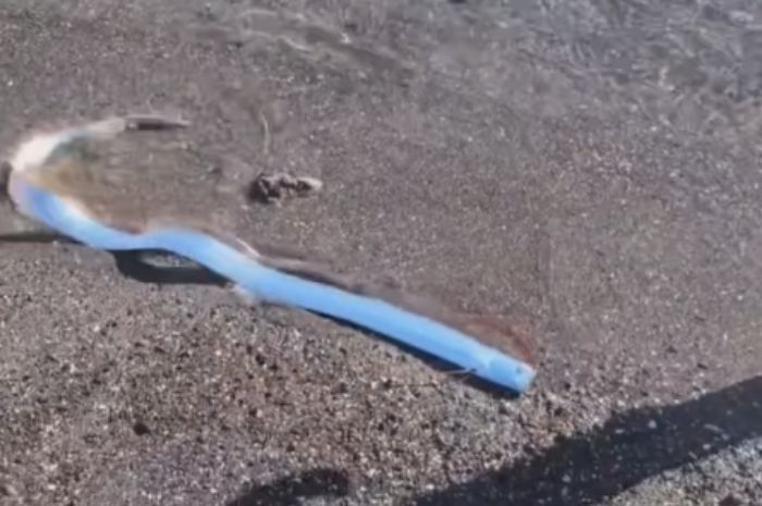 Fenomena Langka, Ikan Kiamat Oarfish Muncul di Pantai Kepulauan Canary, Pertanda Bencana?