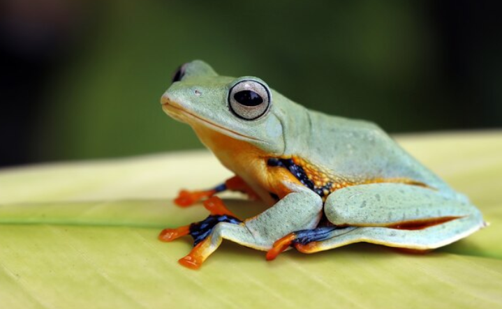 Katak Betina Lebih Pilih Pura-Pura Mati daripada Kawin Sama Jantan yang Jelek? Kok Bisa?
