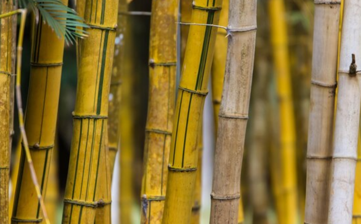 Bambu Kuning: Jimat Ampuh Penangkal Santet dan Energi Negatif