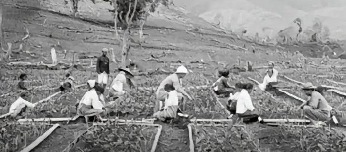Kebijakan Tanam Paksa di Hindia Belanda: Strategi Kolonial untuk Isi Kas Negara