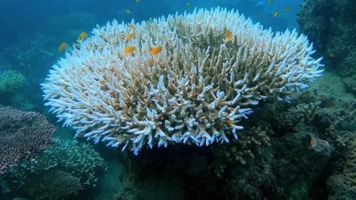Darurat Laut Panas! Terumbu Karang Memutih, Ini Dampaknya