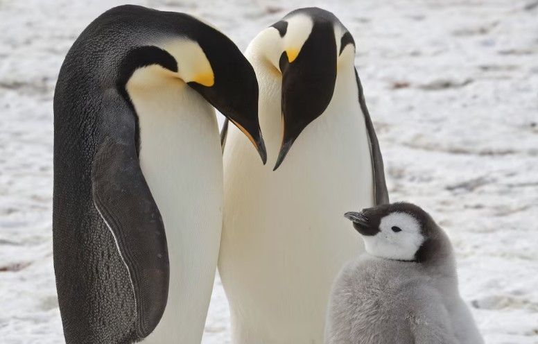 Darurat di Antartika: Populasi Penguin Kaisar Turun Drastis dalam 15 Tahun
