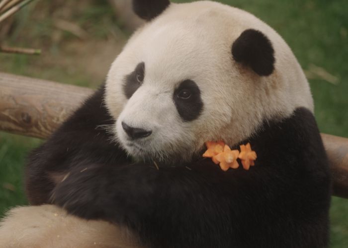Film Dokumenter Panda Viral, 'My Dearest Fu Bao' Tampil Mengesankan di Box Office Korea