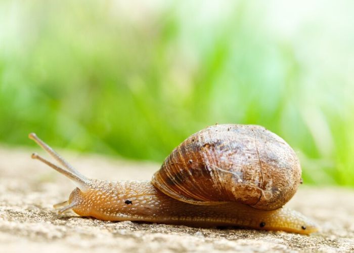 Lendir Siput Ternyata Punya Manfaat Luar Biasa untuk Kulit Wajah, Salah Satunya Anti Penuaan!