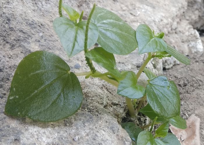 Sering Dianggap Gulma, Tanaman Sirih Cina dan Ketul Ternyata Bisa Jadi Toner Jerawat