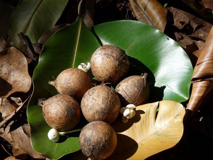 Shea Butter hingga Tamanu Oil, Ampuh Atasi Eksim pada Anak