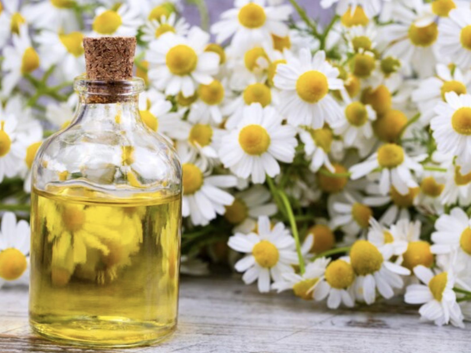 17 Ide Nama Usaha Parfum Bunga Daisy yang Cantik, Kekinian, dan Bikin Kamu Jatuh Hati