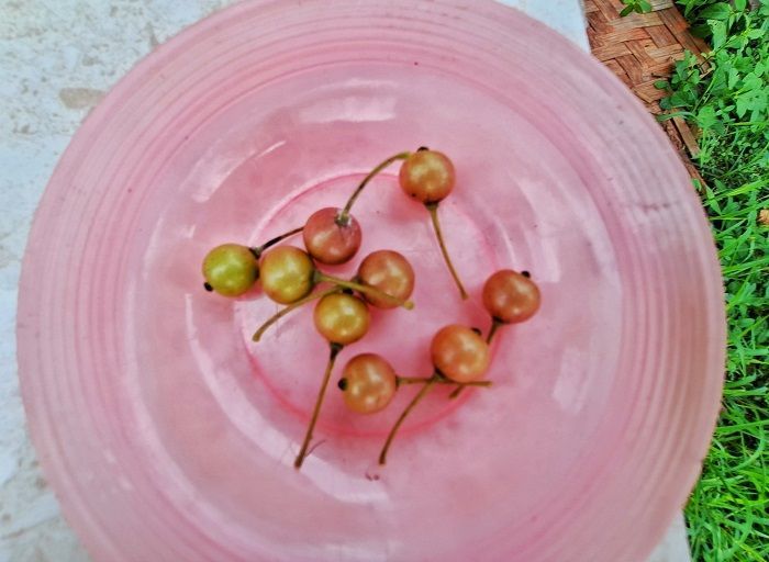 Kecil namun Hebat: Khasiat Luar Biasa Buah Kersen bagi Kesehatan