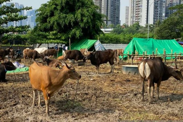 Ini Gejala Awal Sapi Kena Penyakit Lato-lato