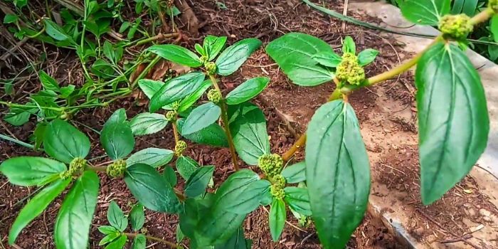Manfaat Daun Patikan Kebo untuk Kesehatan, Terapi Antiretrovirus untuk Penderita HIV