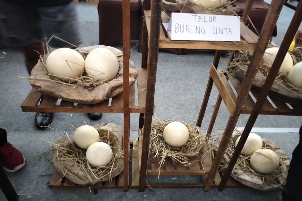 Telur Raksasa Burung Unta Punya Banyak Khasiat, Jaga Kesehatan Tulang, Mata, hingga Jantung
