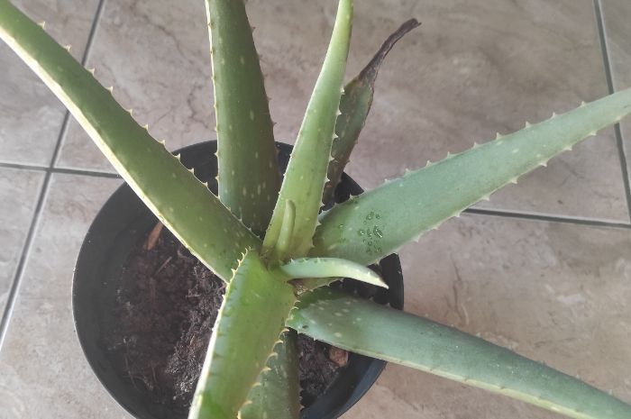 Manfaat Lidah Buaya untuk Kesehatan, Sembuhkan Luka hingga Cegah Tanda Penuaan