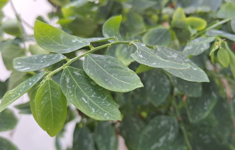 5 Manfaat Daun Katuk untuk Kesehatan, Tidak Hanya Untuk Melancarkan ASI Loh!
