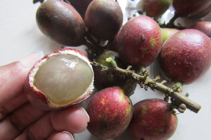 Matoa, Buah Kaya Khasiat dari Papua yang Punya Tiga Rasa Buah-buahan