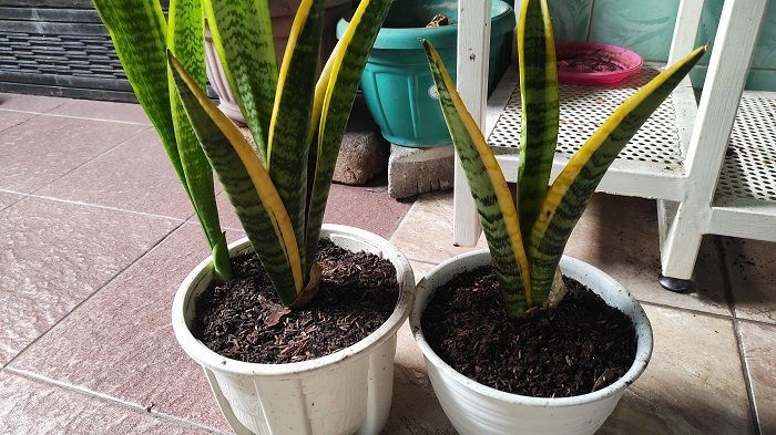 Manfaat Lidah Mertua Jika Ditanam Di Rumah, Salah Satunya untuk Membersihkan Udara