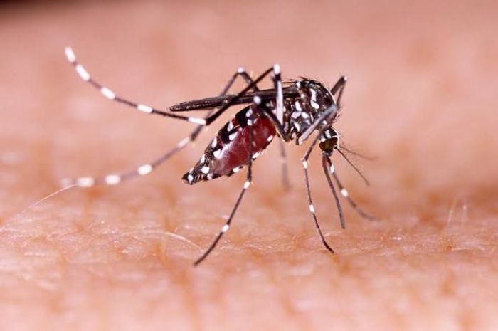 Mengenal Nyamuk Wolbachia, Inovasi Pembasmi Nyamuk DBD yang Menjanjikan, Pemerintah Kucurkan Rp16 M Untuk Ini?