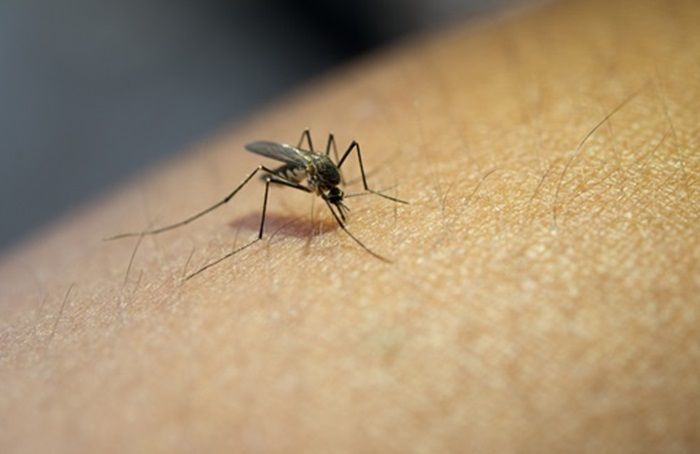 Kemenkes Laporkan 10.752 Kasus DBD hingga Februari 2025, 48 Meninggal Dunia di Indonesia