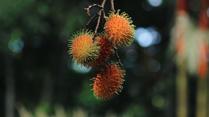 Manfaat Daun Rambutan buat Kesehatan Rambut