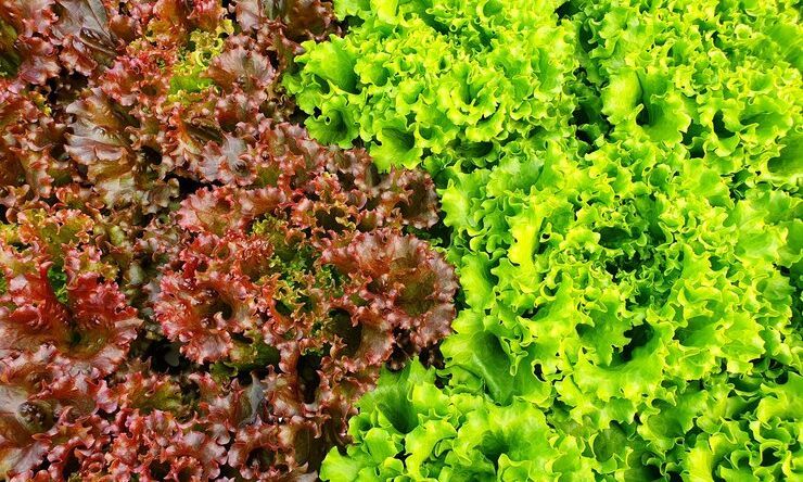 9 Manfaat Mengonsumsi Selada Merah, Kaya Nutrisi Hingga Menurunkan Berat Badan