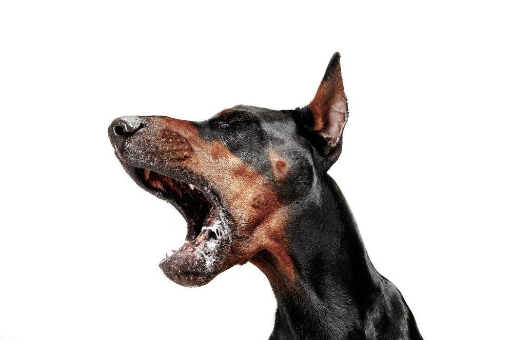 Kenali Cara Pencegahan Rabies Untuk Meminimalkan Risiko Serius!