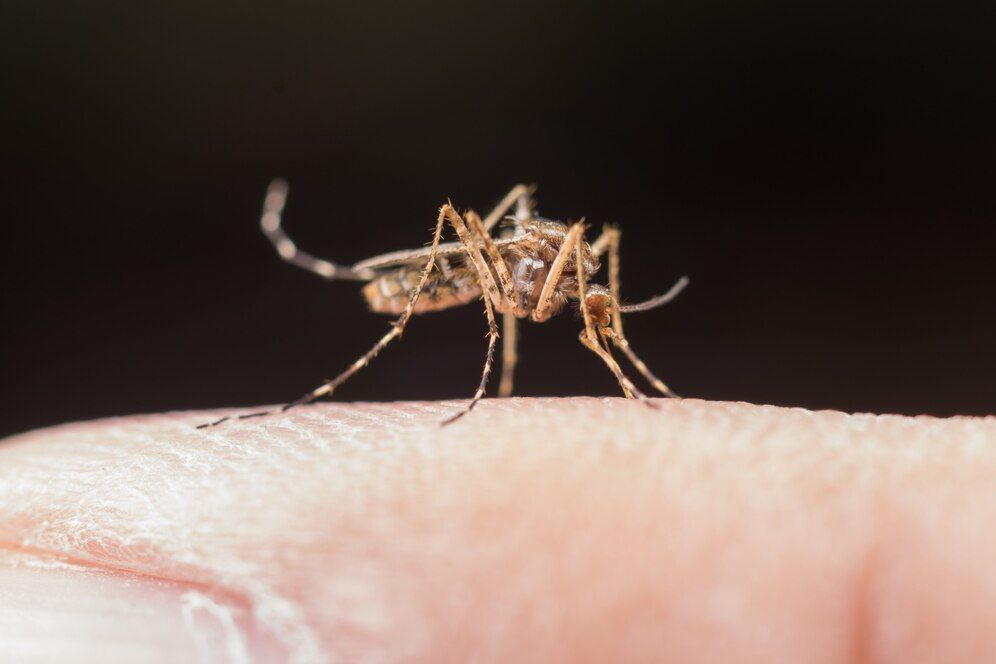 Kasus Malaria di Indonesia Alami Penurunan, tapi Masih Tertinggi Kedua di Asia